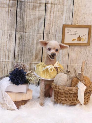 20241002プーちゃん